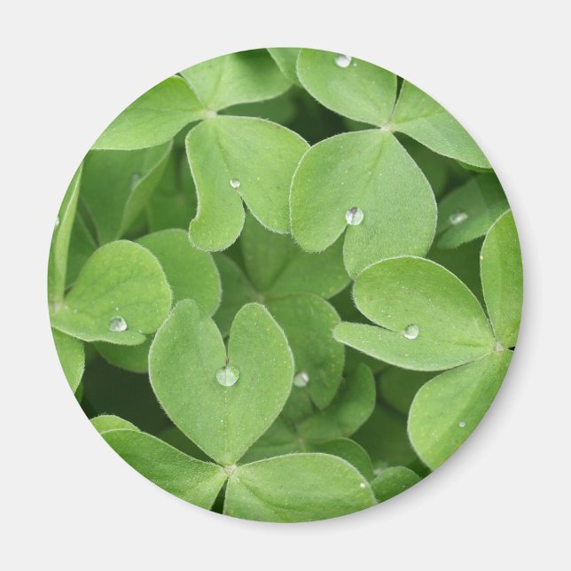 Íman Shamrock Clover Folaves (Frente)