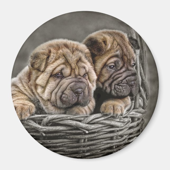 Íman Shar-Pei Pups em basket Magnet (Frente)