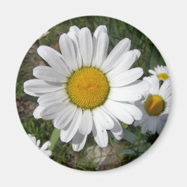 Íman Shasta Daisy (Chrysanthemum maximum)