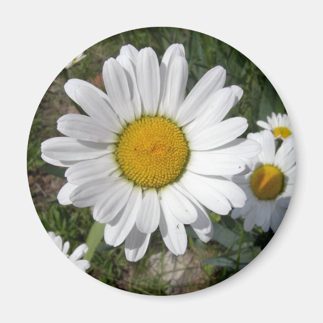Íman Shasta Daisy (Chrysanthemum maximum) (Frente)