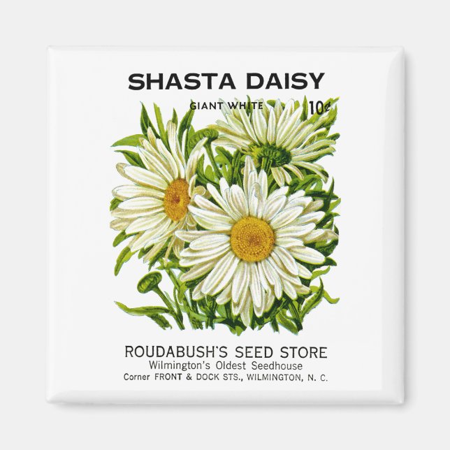 Íman Shasta Daisy Vintage Seed Packet (Frente)
