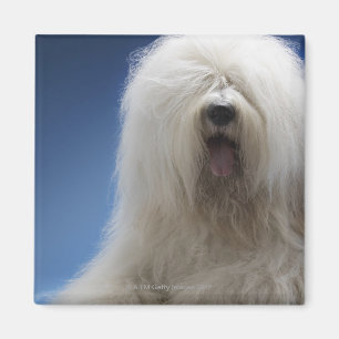 Íman Sheepdog