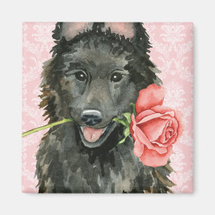 Íman Sheepdog Belga namorados