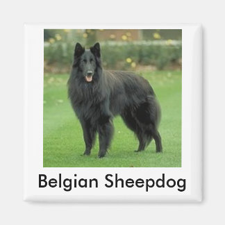 Íman Sheepdog Magnet belga