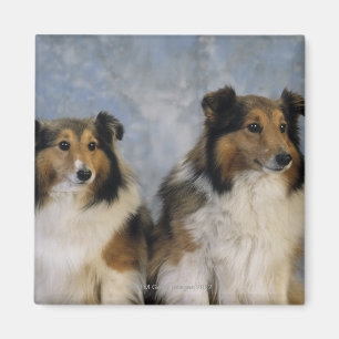 Íman Sheepdogs de Shetland