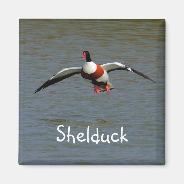 Íman Shelduck (Frente)