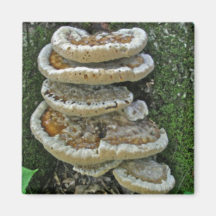 Íman Shelf Fungi em Stump