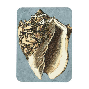 Íman Shell Conch Stonewash