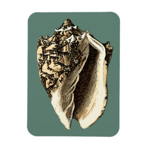 Íman Shell de Conch Teal