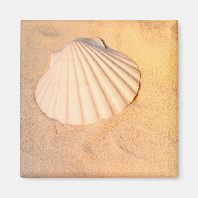 Íman Shell Lay In Sand (Frente)