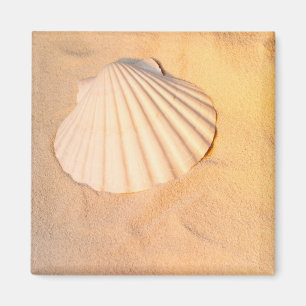 Íman Shell que coloca na areia