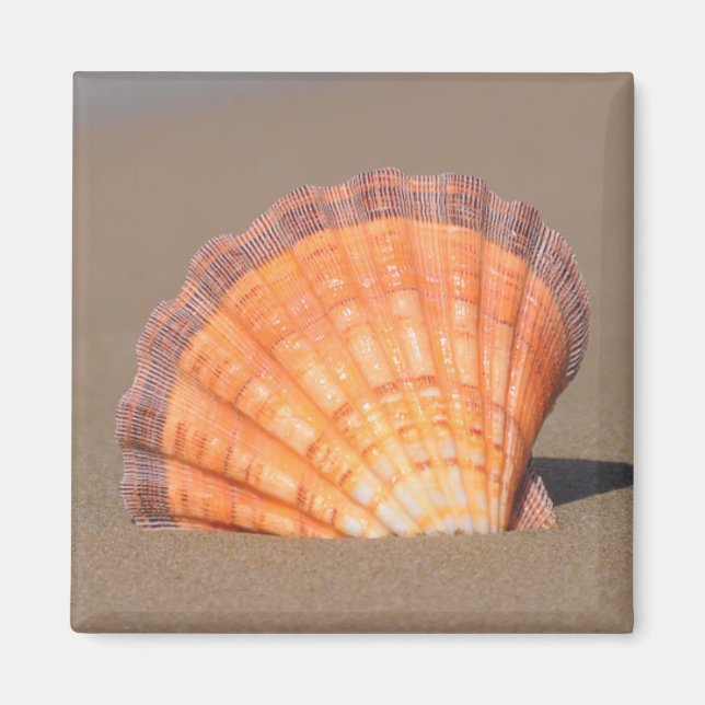 Íman Shell Scallop| Creta, Grécia (Frente)