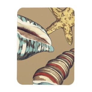 Íman Shell Trio em Khaki