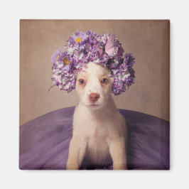 Íman Shelter Pets Project - Fiona