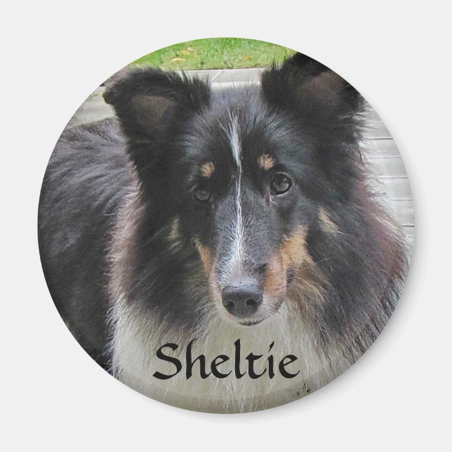 Íman Sheltie (Frente)
