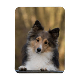 Íman Sheltie adorável, filhote de cachorro do Sheepdog