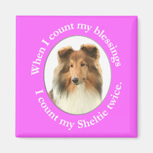 Íman Sheltie Blush Magnet