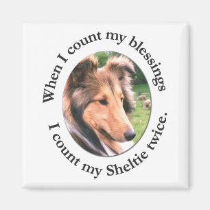 Íman Sheltie Blush Magnet