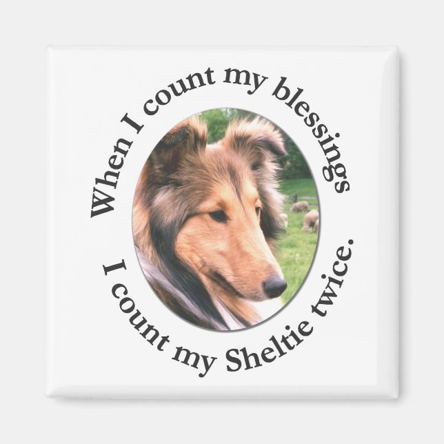 Íman Sheltie Blush Magnet (Frente)