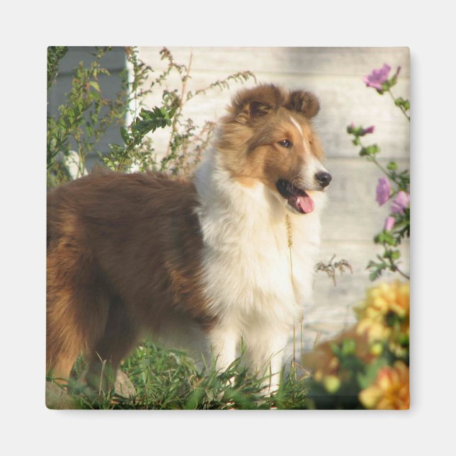 Íman Sheltie no ímã de flores (Frente)