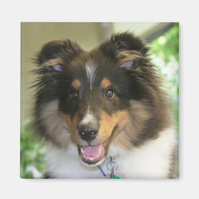Íman Sheltie Square Magnet (Frente)