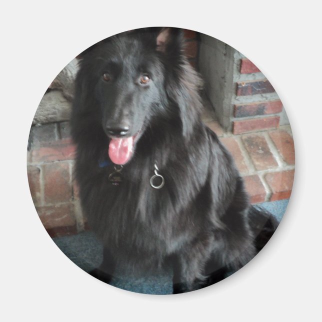 Íman Shepherd belga também conhecido como "O Lobo Negro (Frente)