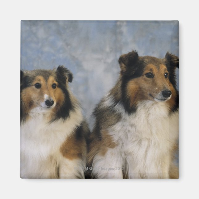 Íman Shetland Sheepdog (Frente)