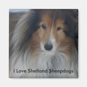 Íman Shetland Sheepdog Magnet