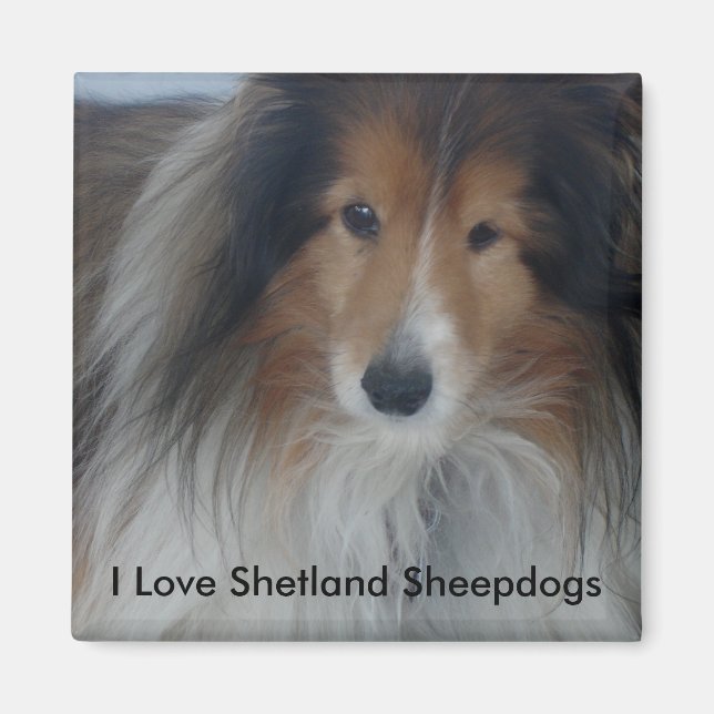Íman Shetland Sheepdog Magnet (Frente)