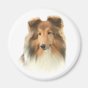 Íman Shetland Sheepdog Magnet