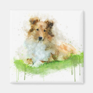 Íman Shetland Sheepdog / Sheltie