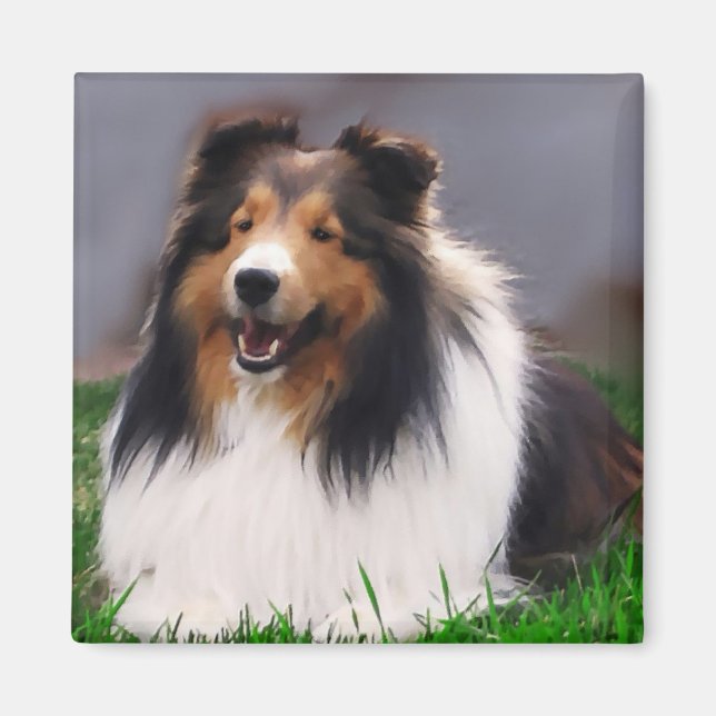 Íman Shetland Sheepdog Sheltie Gifs (Frente)