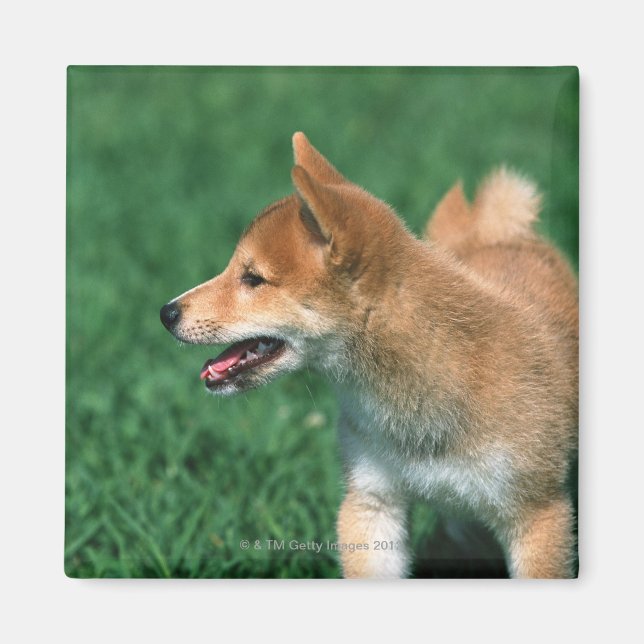 Íman Shiba do Midget Japonês (Frente)
