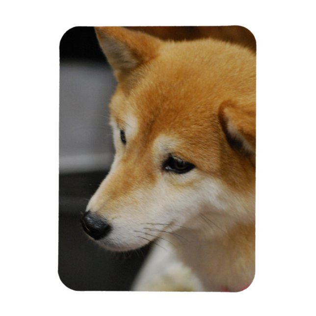 Íman Shiba Inu - Magneta flexível (Vertical)