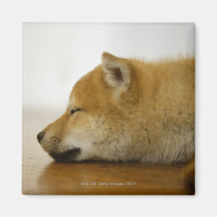 Íman Shiba-ken de sono 3