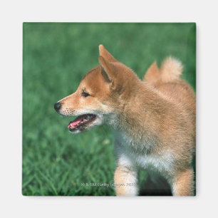 Íman Shiba minúsculo japonês