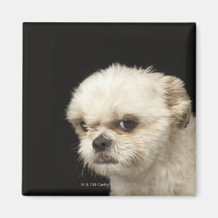 Íman Shih branco irritado Tzu com olhos marrons