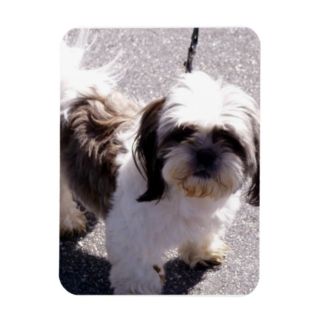 Íman Shih Tsu Puppy Premium Magnet (Vertical)