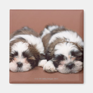 Íman Shih Tzu