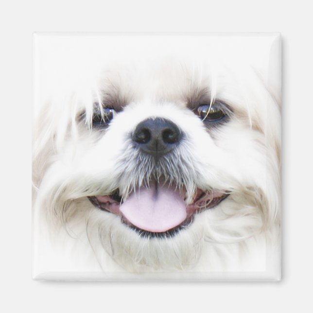 Íman shih tzu (Frente)