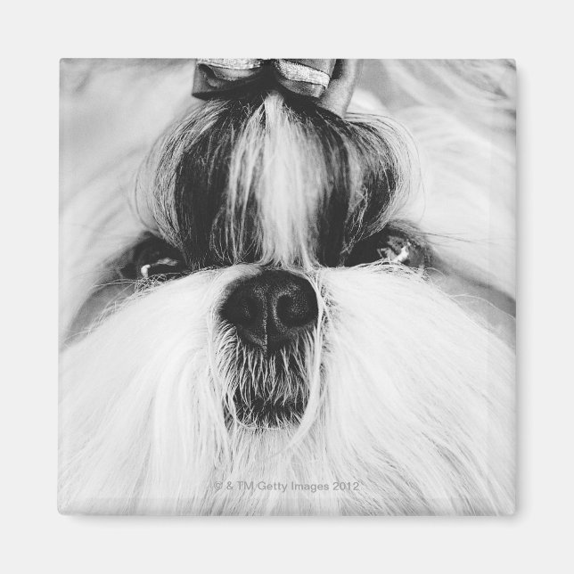 Íman Shih Tzu (Frente)