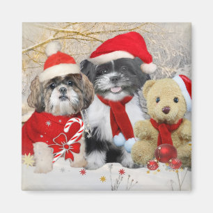 Íman Shih Tzu & cartão do Xmas do urso de ursinho