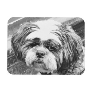 ÍMAN SHIH TZU DOG