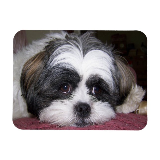Íman Shih Tzu Dog (Horizontal)