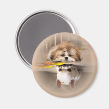 Shih tzu e chihuahua fofos