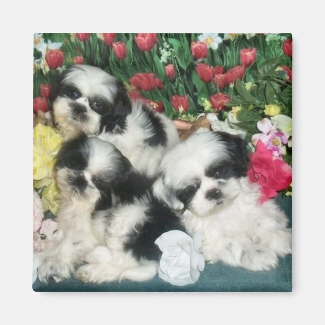 Íman Shih Tzu Magnet (Frente)