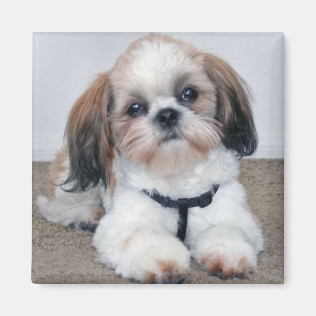 Íman Shih Tzu Magnet (Frente)