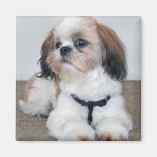 Íman Shih Tzu Magnet