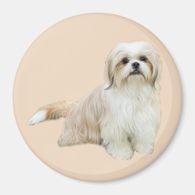 Íman Shih Tzu Magnet (Frente)