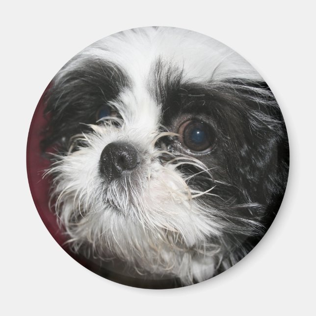 Íman Shih Tzu Magnet (Frente)